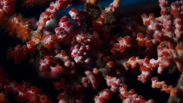 Pygmy Seahorse by Michael Brown